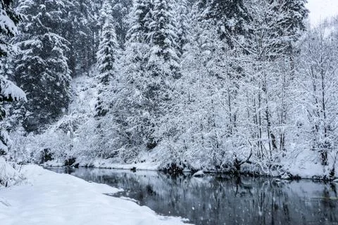 River and snow-covered trees in the wood Stock Photos