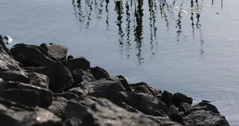 River and stones Stock Footage 141264620