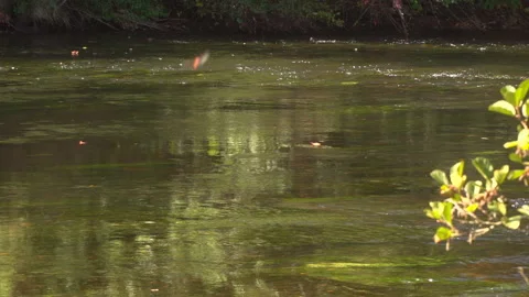 RIVER and STREAM 動画素材 243376918