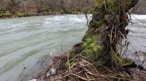 River and Tree Stock Footage 22009997