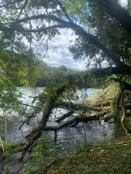 River and tree landscape Stock Photos