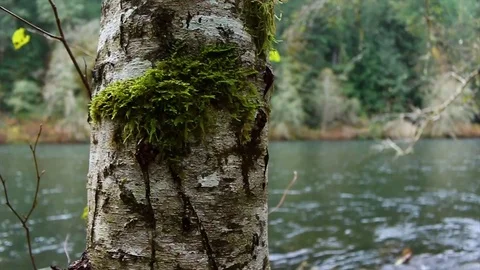 River and Tree Pan Stock Footage