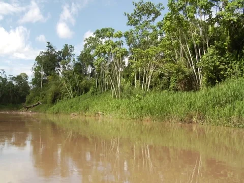 River and Trees in Amazon Jungle Rainforest Stock Footage 112943280