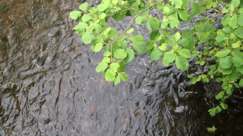 River and trees Stock Footage 28841335