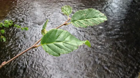 River and trees Stock Footage 28841340