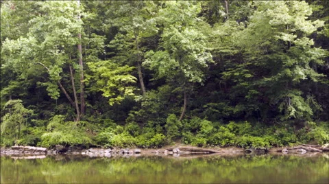 River and Trees Video stock 40446265