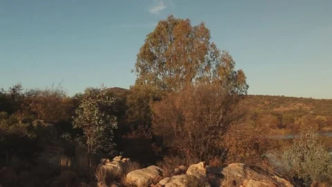 River and trees Stock Footage 73660349