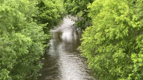 River and trees Stock Footage 135087035