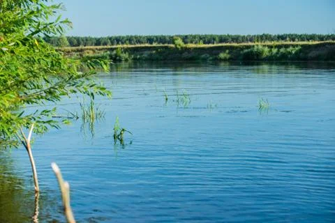 River and trees. Summer river with bright blue sky Stock Photos