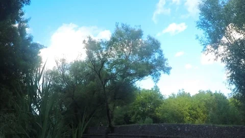 River and trees on sunny summer day timelapse 스톡 동영상 78015654