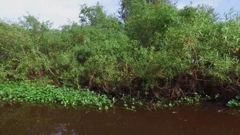 River and Wetlands Stock Footage 73232147