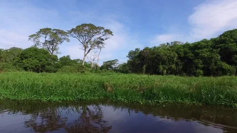 River and Wetlands Stock Footage 73232397