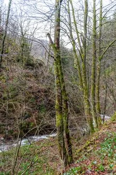 River in the ardennes Stock Photos