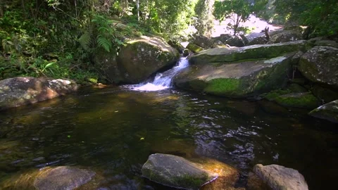River in Atlantic Forest and Waterfall Stock Footage 131583706