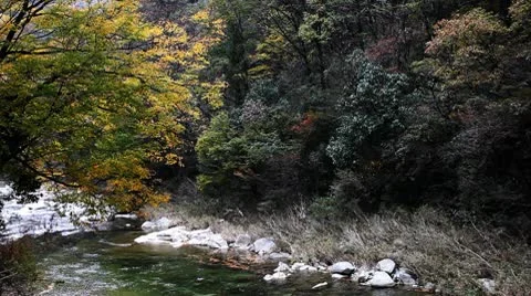 River in autumn Vídeo Stock 8985177