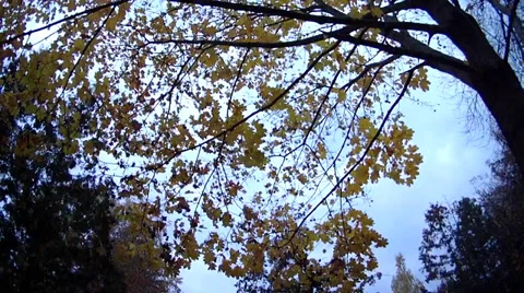 River, autumn Stock Footage 32054286