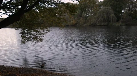 River in autumn Stock-Footage 46176922