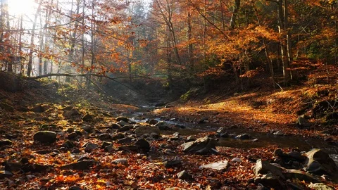 The river in autumn forest and the sun shining through the foliage. Stock Footage