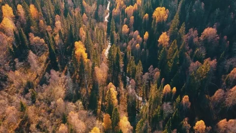 River in the autumn forest, drone flying forward, top view. Mixed forest, green Stock Footage 141414145
