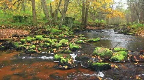 River in autumn forest Video stock 10809549