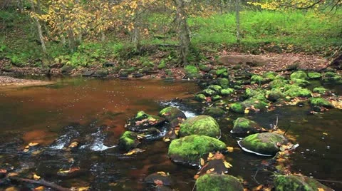 River in autumn forest Stock Footage 10809554