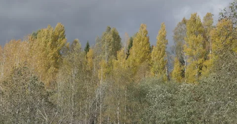 River in autumn forest Stock-Footage 64255860
