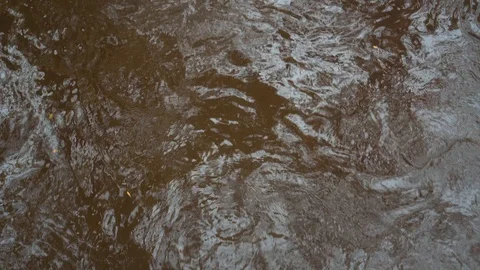 River in the autumn forest. Stock Footage 118081222