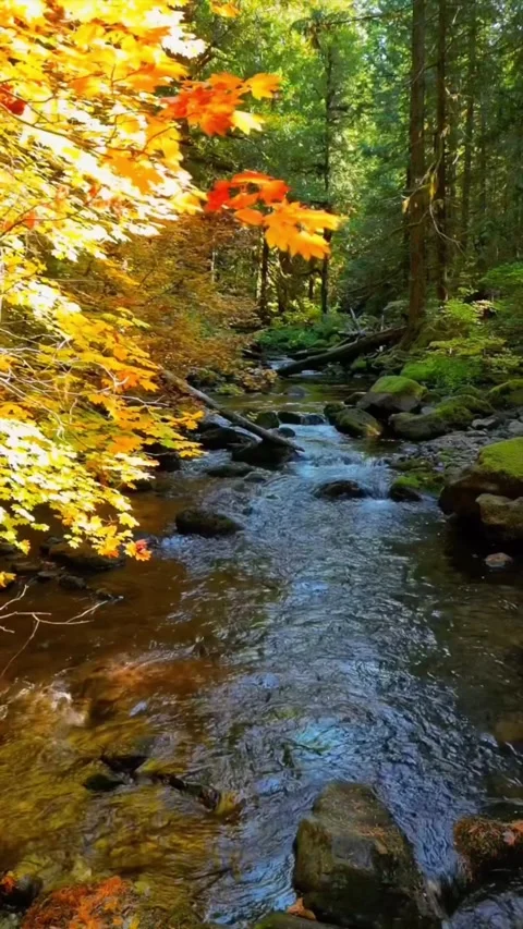 River in autumn in forest Stock Footage 274294039
