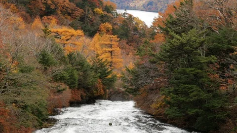 River in autumn tree at forest Stock Footage 105441176