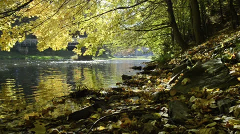 River in autumn under maple trees Stockbeeldmateriaal 25296850