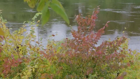 River in autumn1 Stock-Footage 164335256