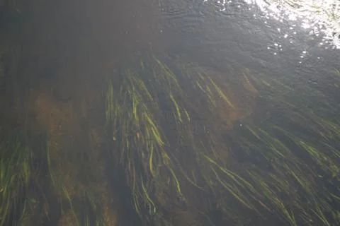 River background. Stock Photos