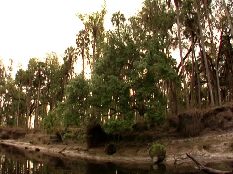 River Bank 3 Stock Footage 8691604