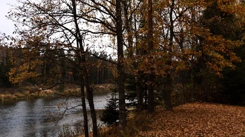 River bank in autumn Stock Footage 100788957