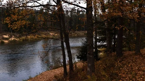 River bank in autumn 動画素材 100788967