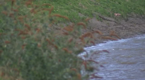 River bank with bracken in foreground Stock Footage 49078620