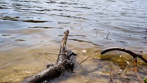 River bank with a branch from a tree Stock Footage 129092500