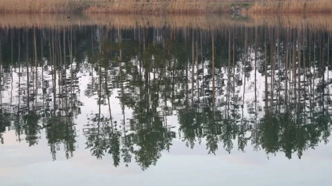 A river bank with a dense forest Stock Footage 146101083