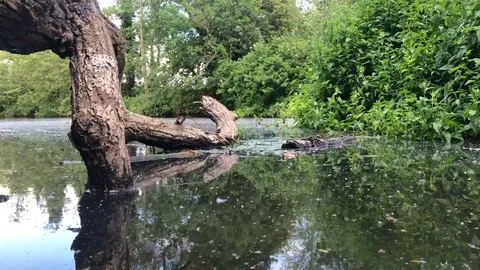 River bank fallen tree Stock Footage 108751106