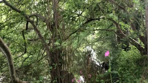 River bank foliage Stock Footage 108750646