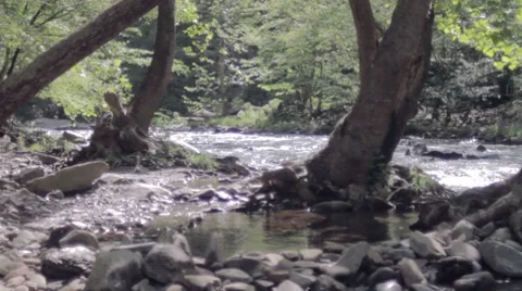 River Bank  Stock Footage 7766419