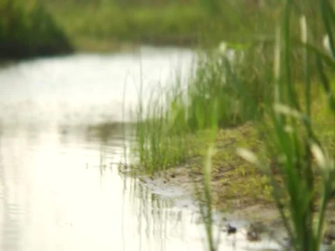 River Bank  Stock Footage 8700773