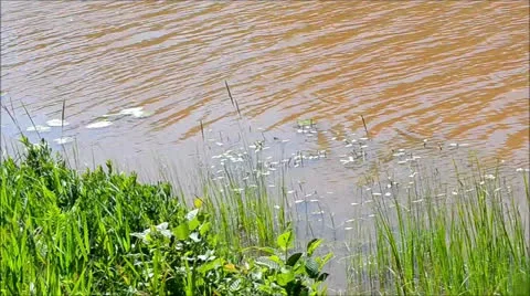 River Bank Stock Footage 26184641