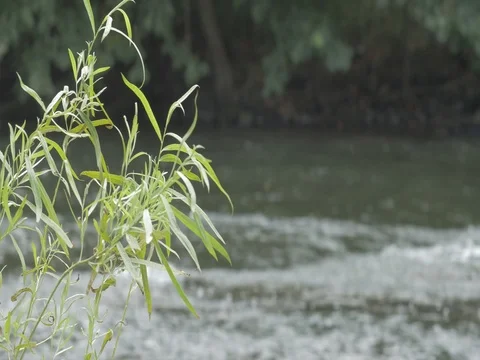 River bank Stock Footage 80209362