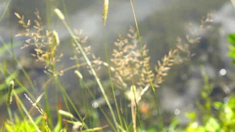 River Bank Grass With Blurred Background Stock Footage 102520344