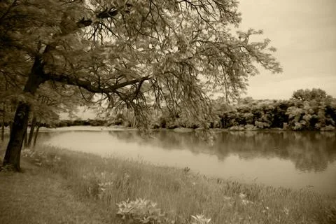 River bank Stock Illustration