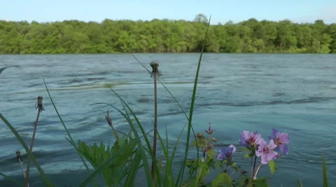 On river bank life develops Видео 8524787