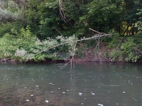 River bank overgrown with young trees, fluvial erosion of bank Stock Photos