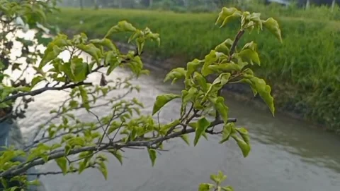 On the river bank there are tree branches light yellowish green leaves. Stock Footage 323449059