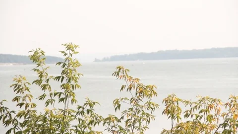 River bank through the branches 스톡 동영상 79306252